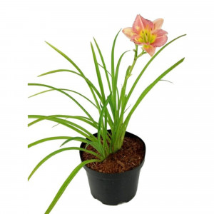 83248263 Лилейник ø17 h35 см