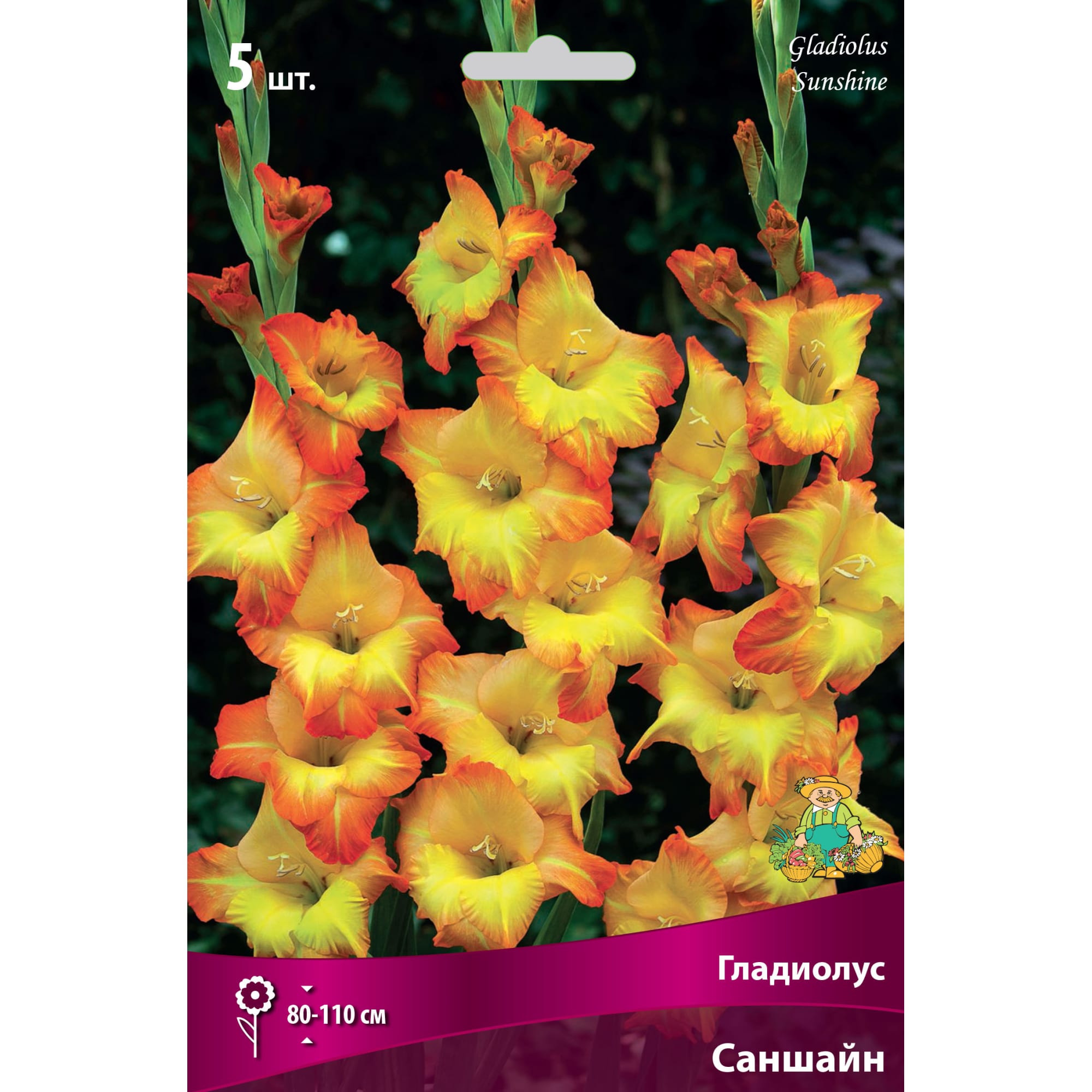 82530178 Гладиолусы крупноцветковые Саншайн Santreyd 