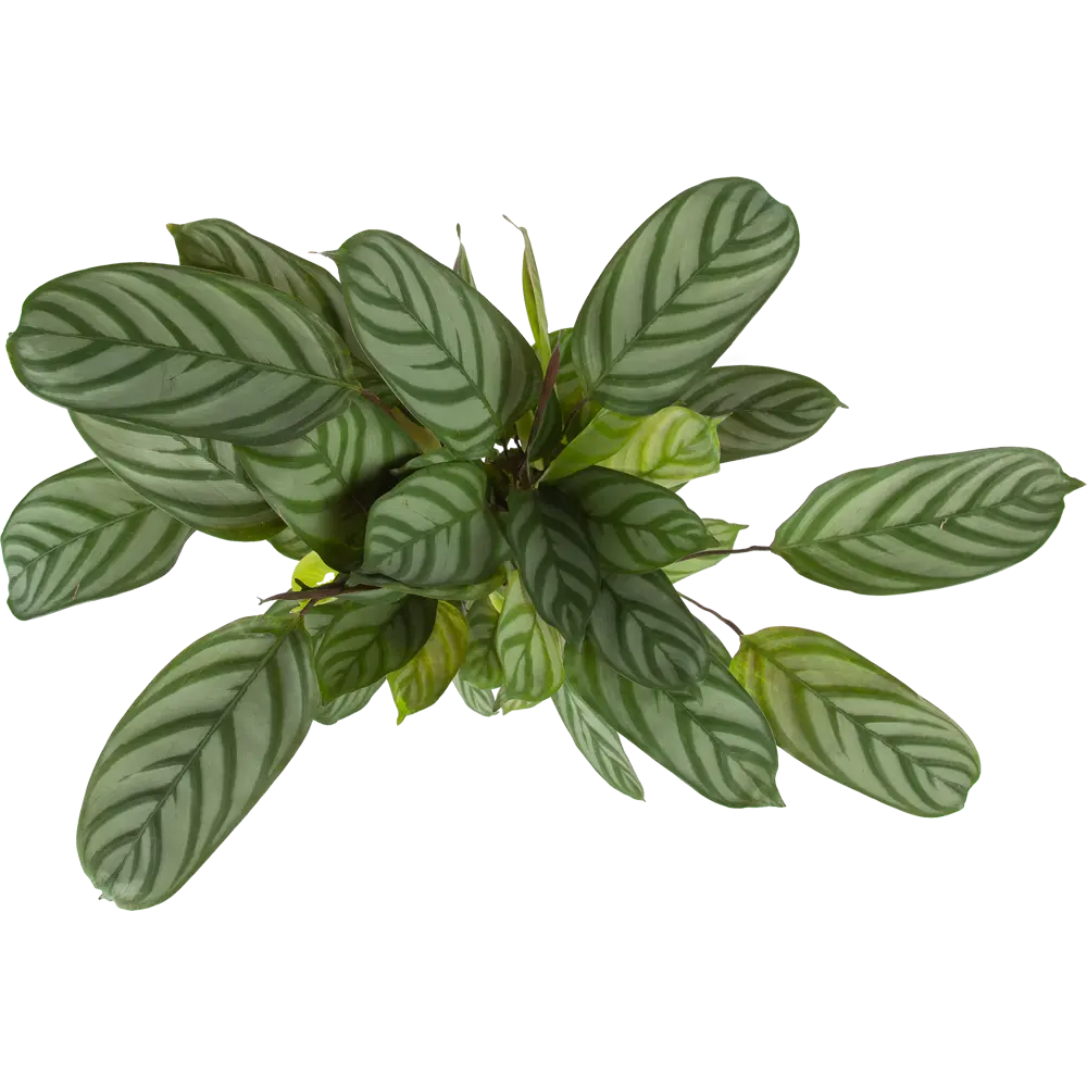 Ктенанта Бурле маркси от Santreyd — изящное комнатное растение с декоративными листьями 85062749 STLM-0957886 - Вид №1