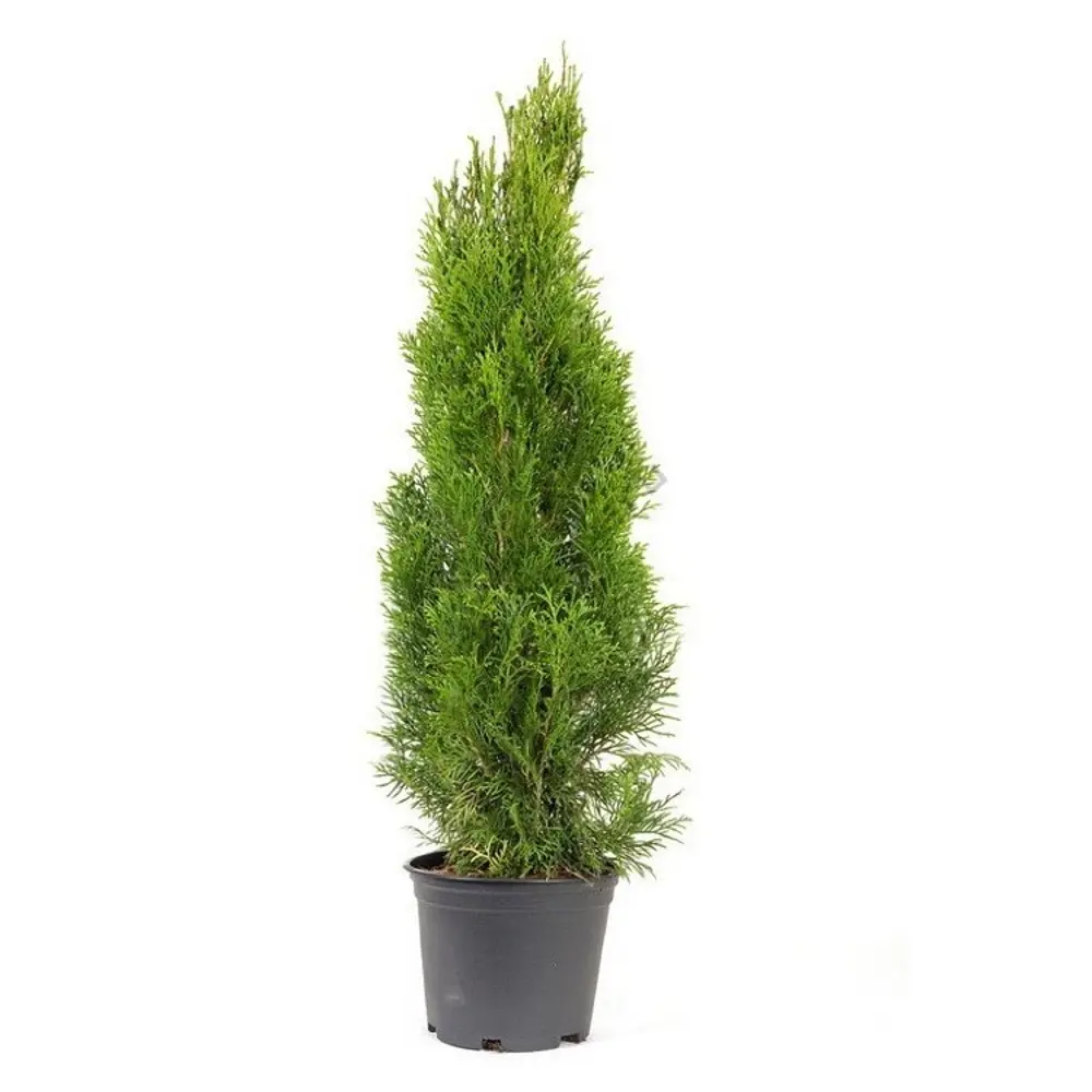 Туя западная Брабант ø40 h120 - 140 см 89465442 STLM-2134914 PLANTMARKET  - Вид №1