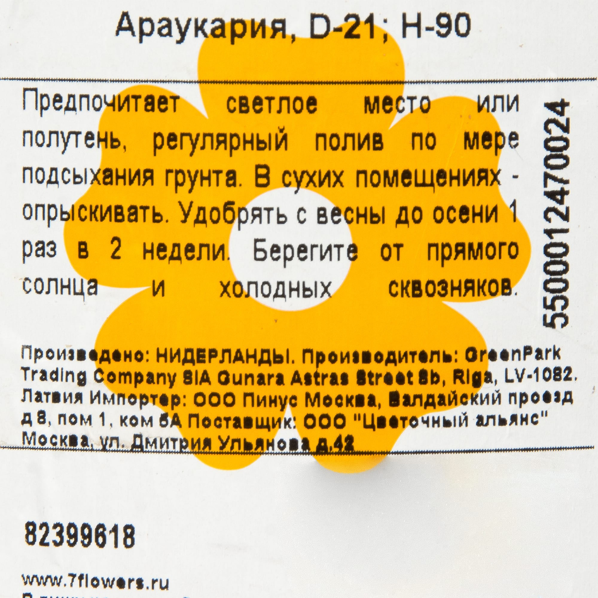 82399618 Араукария 21x90 см Santreyd  - Вид №2