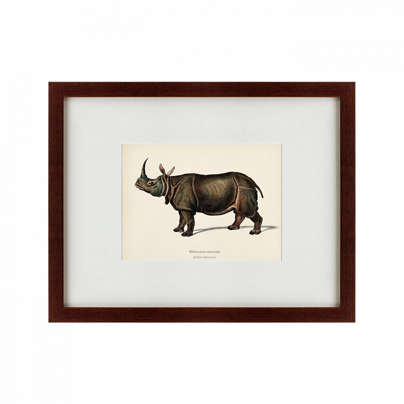 Картина: Rhinoceros ancienne gravure, 1849 КАРТИНЫ В КВАРТИРУ  191746 Разноцветный  - Вид №1