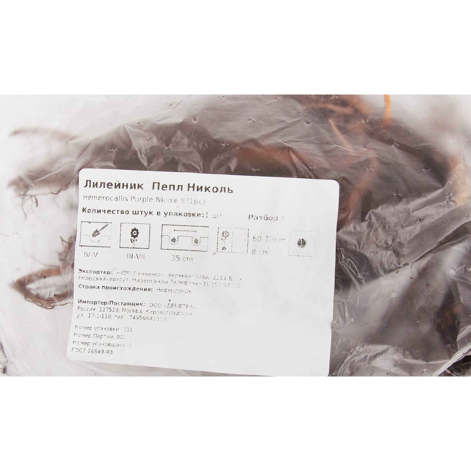 83761011 Лилейник Пепл Николь луковица 5/6 Santreyd  - Вид №1