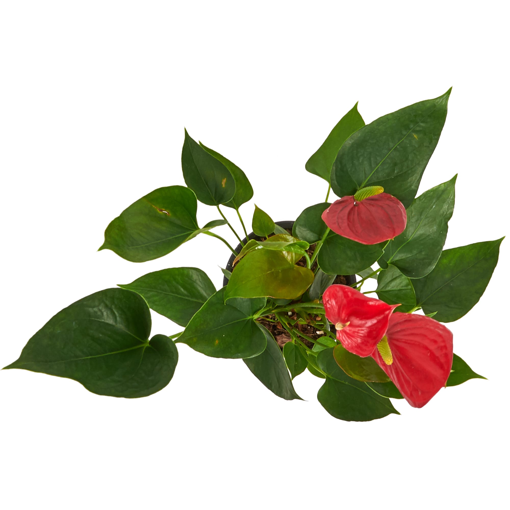 12510630 Антуриум 15х65 см Santreyd  - Вид №1