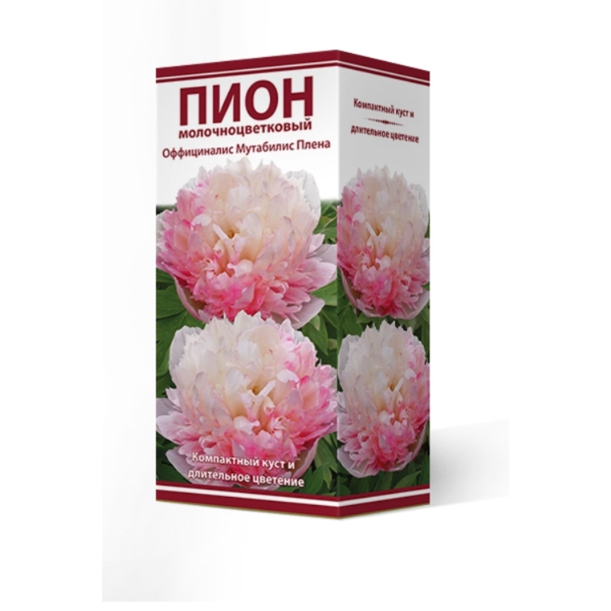 83600283 Пион оффициналис Мутабилис Плена луковица 2-3 Santreyd 