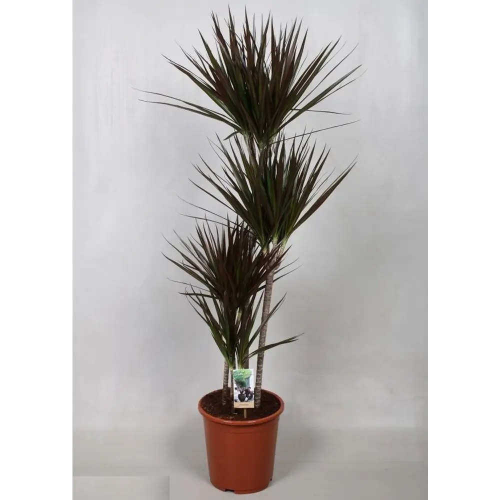 Santreyd Драцена Магента — вечнозеленая комнатная пальма с изящными листьями 85062647 STLM-0058015