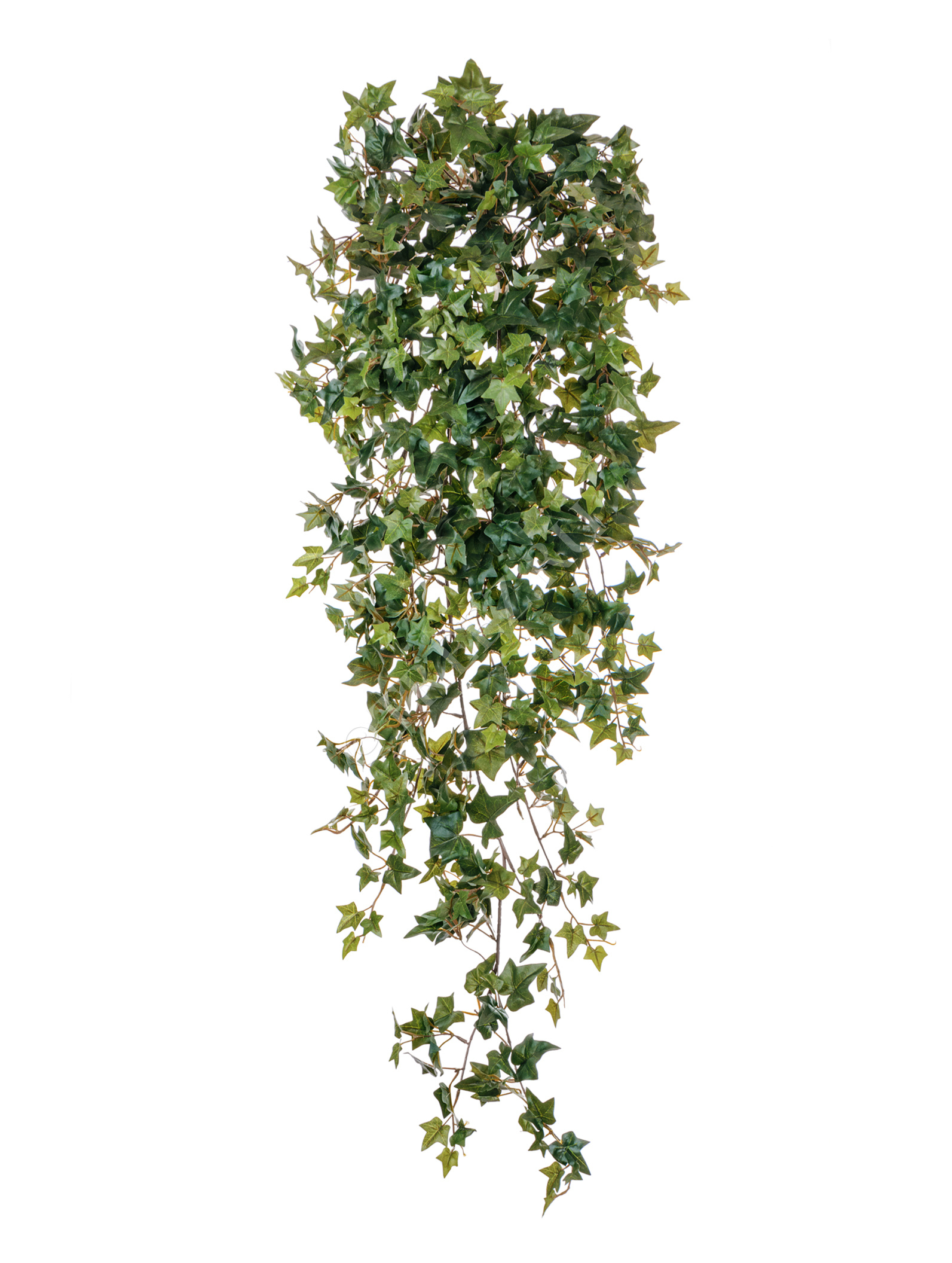 20.1137N Английский плющ Новый Цветочная коллекция  - Вид №3