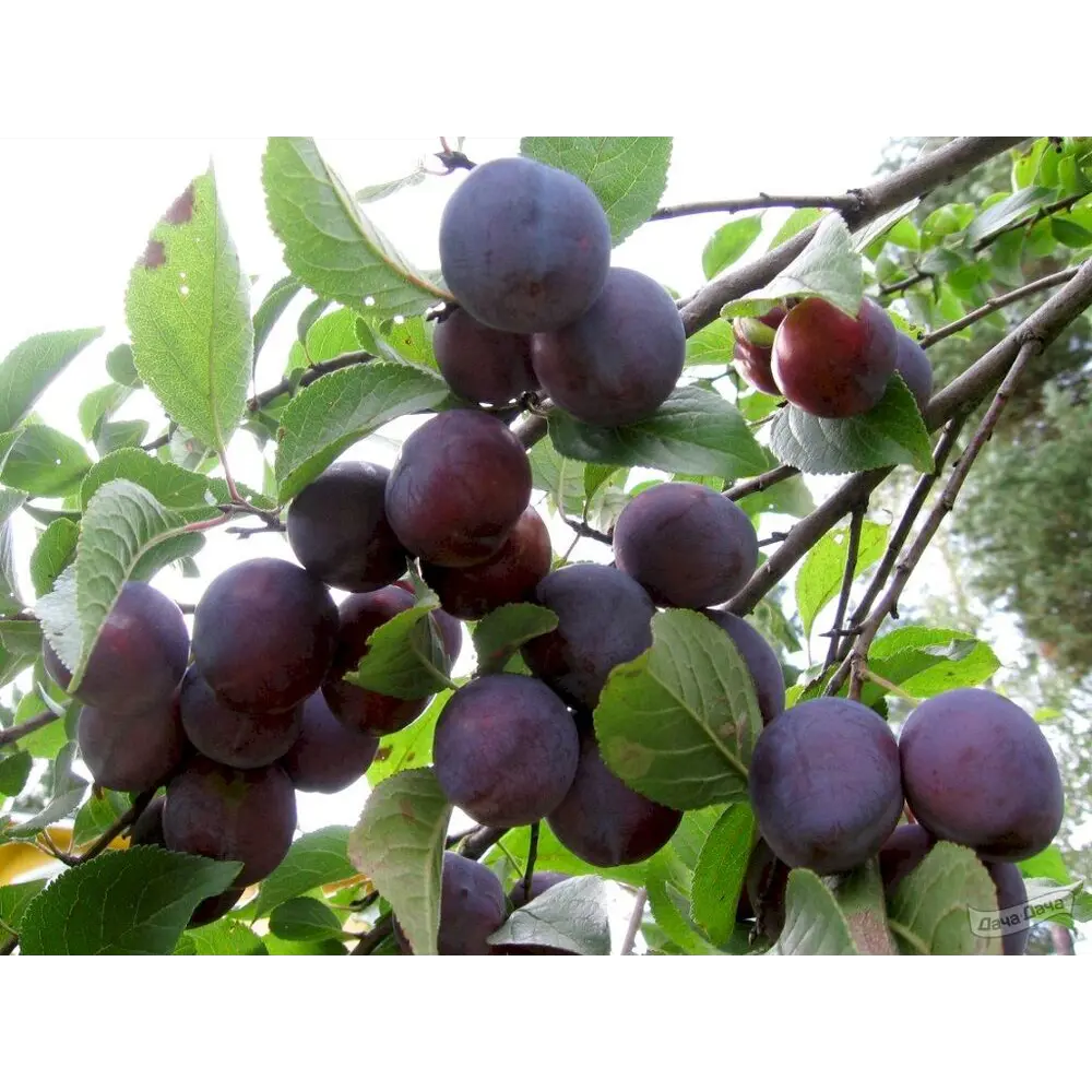 Слива домашняя Этюд пакет PLANTMARKET STLM-2102793