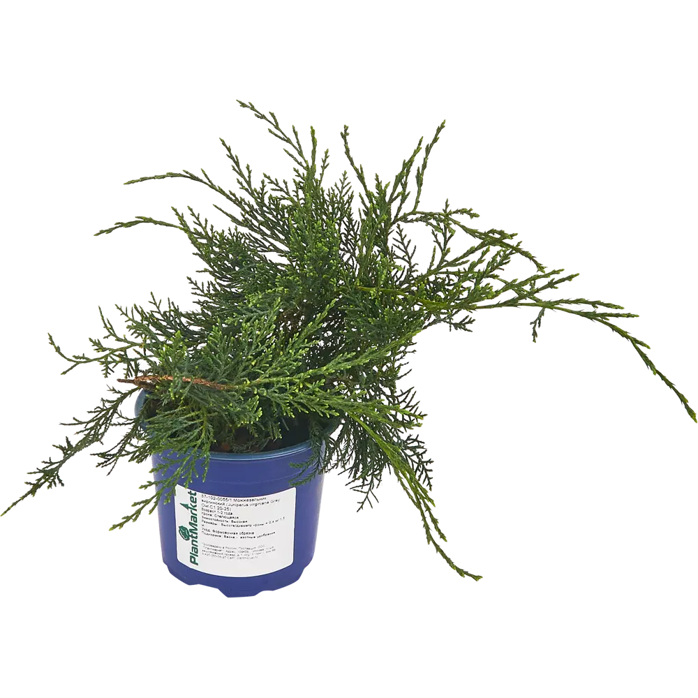 Можжевельник виргинский Грей Оул ø14 h35 см PLANTMARKET STLM-2090994 - Вид №1