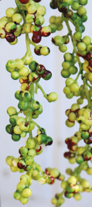 1584 844 a3 Вешалка для веток из искусственных ягод, 43 см (всего 65 см), зелено-красная H-andreas