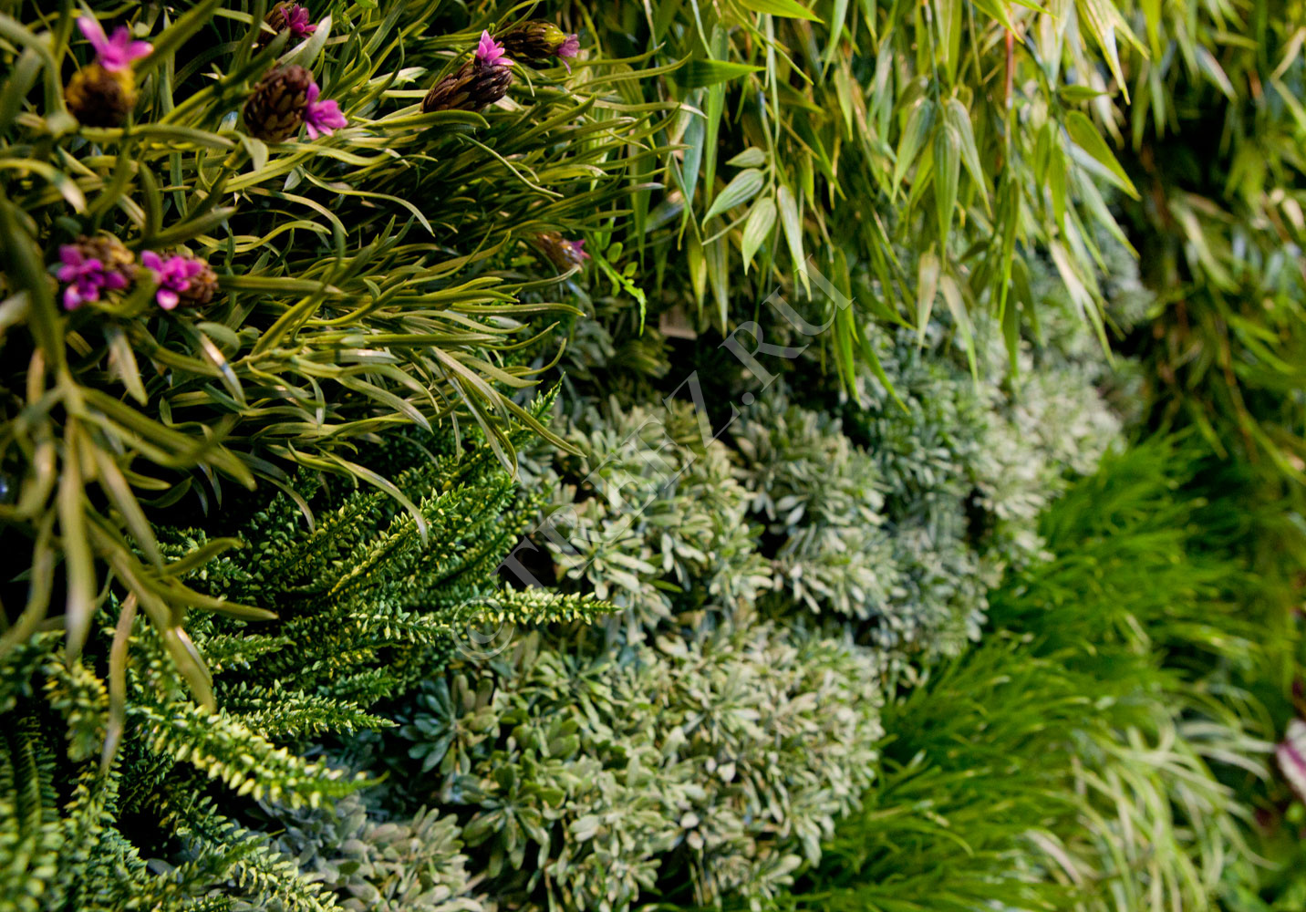 20.5936N Дасти Миллер куст серо-зелёный припылённый Цветочная коллекция  - Вид №2