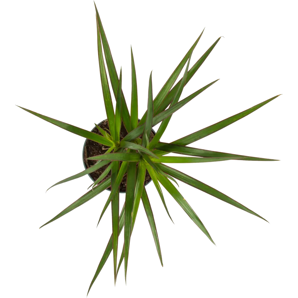 Santreyd Драцена Маргината Биколор — вечнозеленый акцент для интерьера 82578924 STLM-0030481 - Вид №1