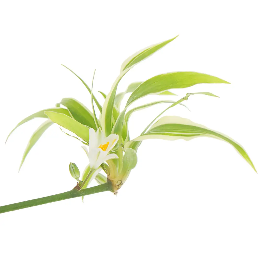 Santreyd Хлорофитум ампельный - живой декор для интерьера 17394350 STLM-0956824 - Вид №1