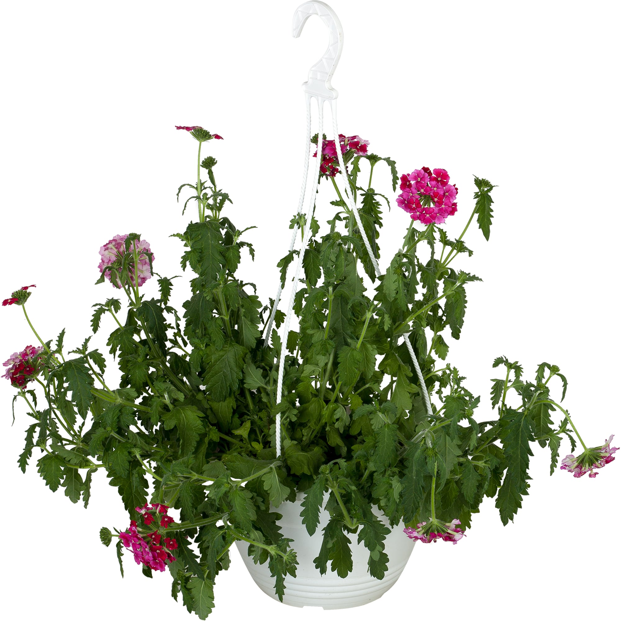 12713593 Рассада «Вербена ампельная», 25x21 см Santreyd 