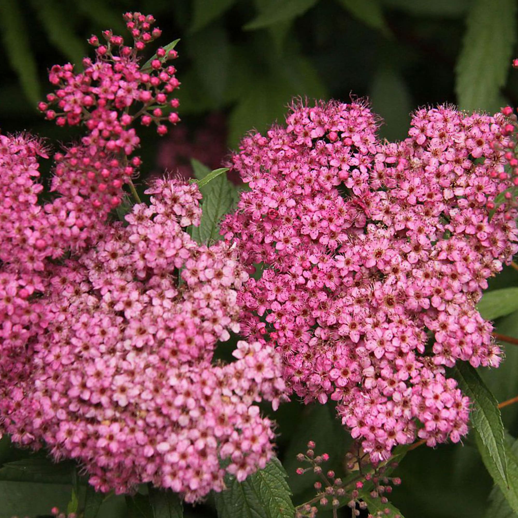 82237759 Спирея японская «Фробели» С2 30 см Santreyd  - Вид №1