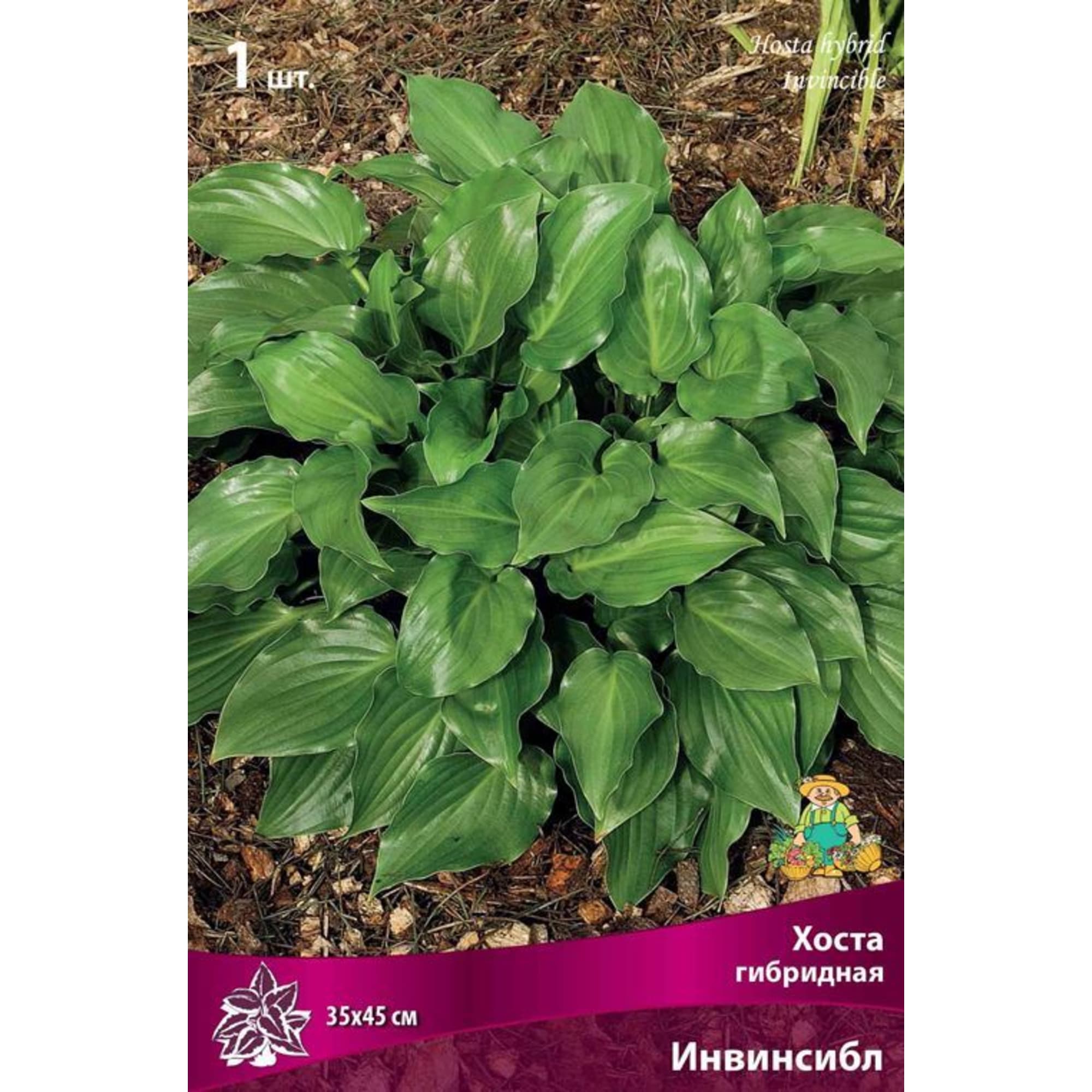 82319597 Хоста гибридная «Инвинсибл», размер луковицы I Santreyd  - Вид №2