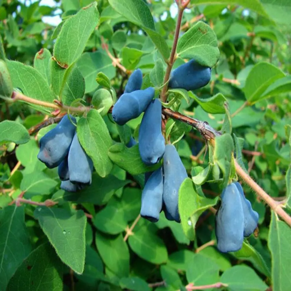Жимолость съедобная Пушкинская 89465357 STLM-2156578 PLANTMARKET 