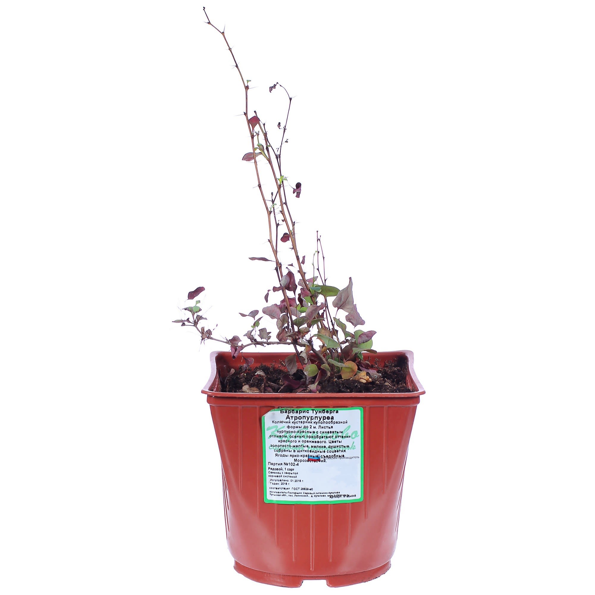 81954848 Барбарис тунберга С2 «Атропурпуреа» h40 Santreyd 
