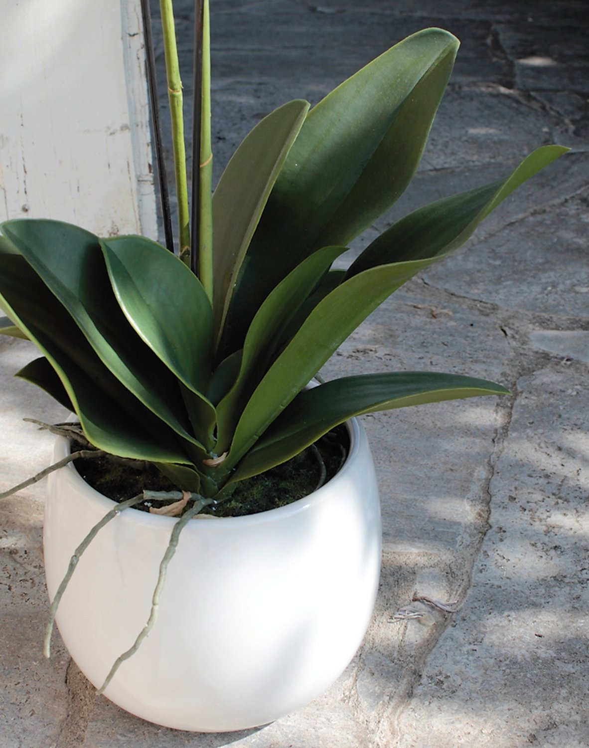 2604 778 a3 Искусственная орхидея Phalaenopsis, 2-х кратная, в керамическом горшке, 100 см, real touch, бежево-белая H-andreas  - Вид №4