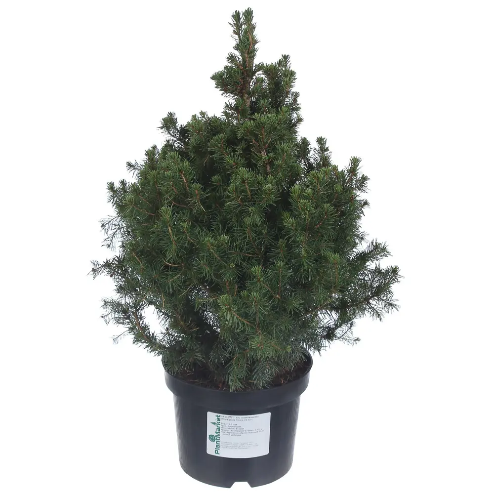 Ель канадская «Коника» C3, 50+ см 81969327 STLM-2081839 PLANTMARKET 