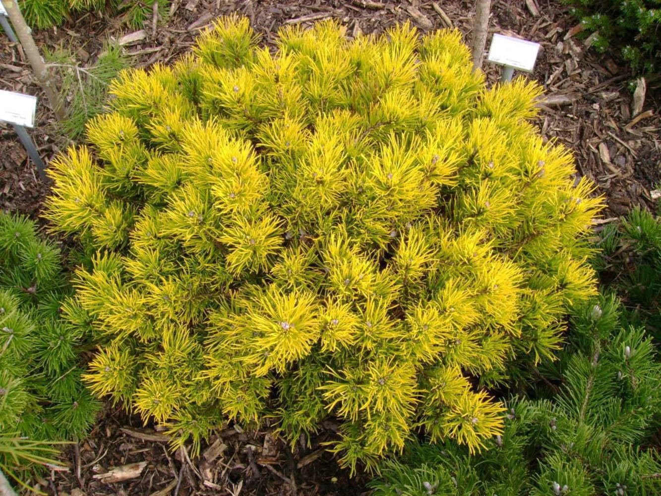 Сосна горная Карстенс Винтер Голд Santreyd - золотистый шар для сада 87718648