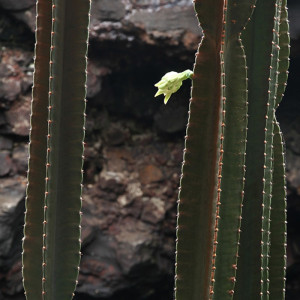 1245/CX38 Картина 1245 Adriani e Rossi