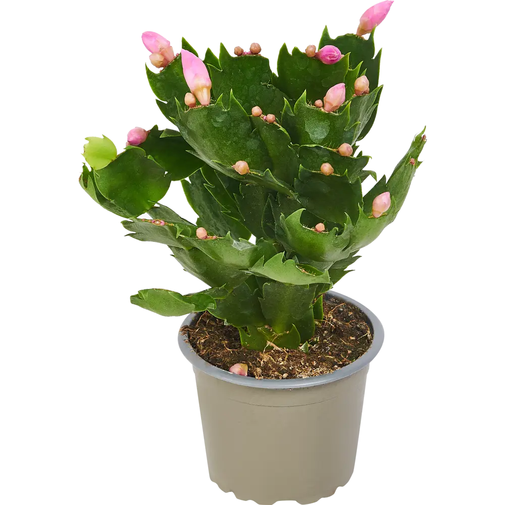 Santreyd Шлюмбергера микс - рождественский кактус в горшке ø10 h30 см 85325014 STLM-0061564 - Вид №1