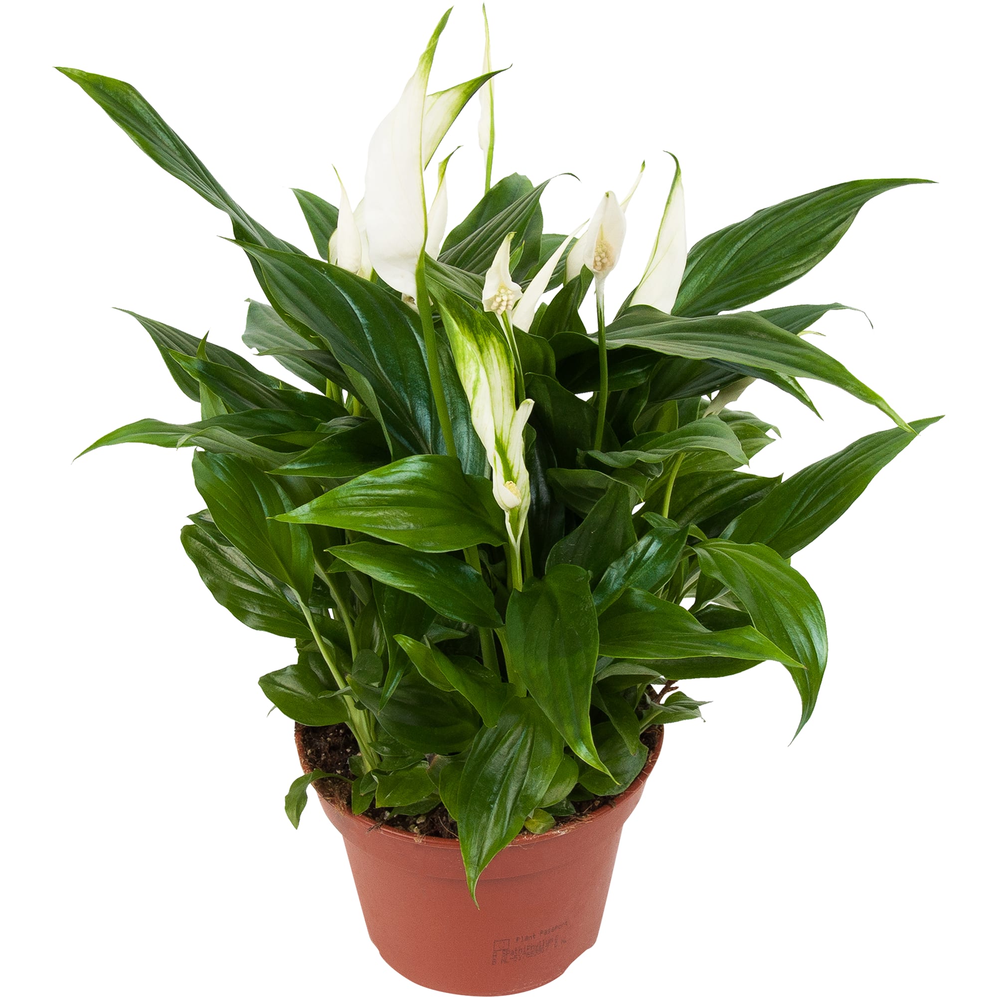 84450748 Спатифиллум микс в подарочной упаковке ø15 h40 см Santreyd 