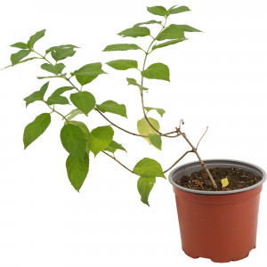 18016191 Гортензия Литл Лайм метельчатая, цвет бело-зеленый/розовый