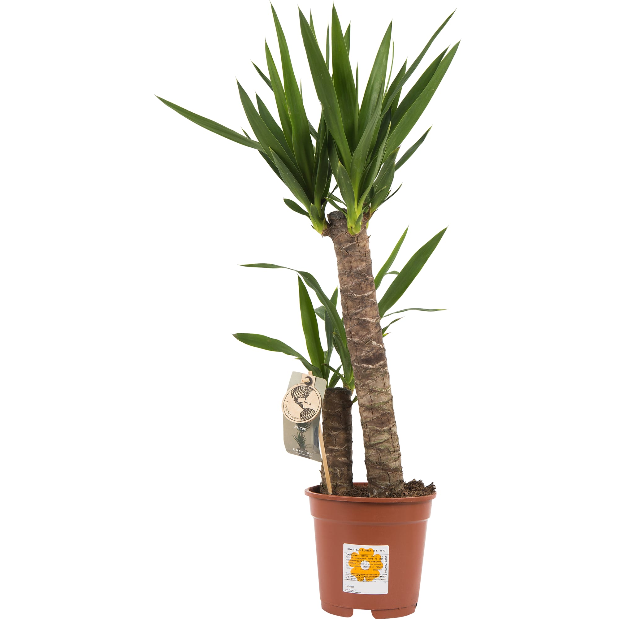 15745401 Юкка элефантис 17х75 см, 2 ствола Santreyd  - Вид №3