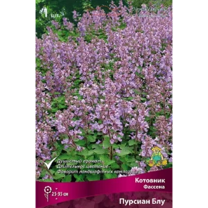 Котовник Персиан Блу - многолетнее цветущее растение 89433481