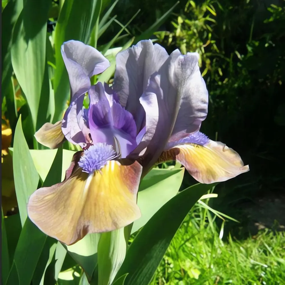 Ирис карликовый Фокус Покус - корневище многолетнего растения 89433508 ПОИСК STLM-1582389