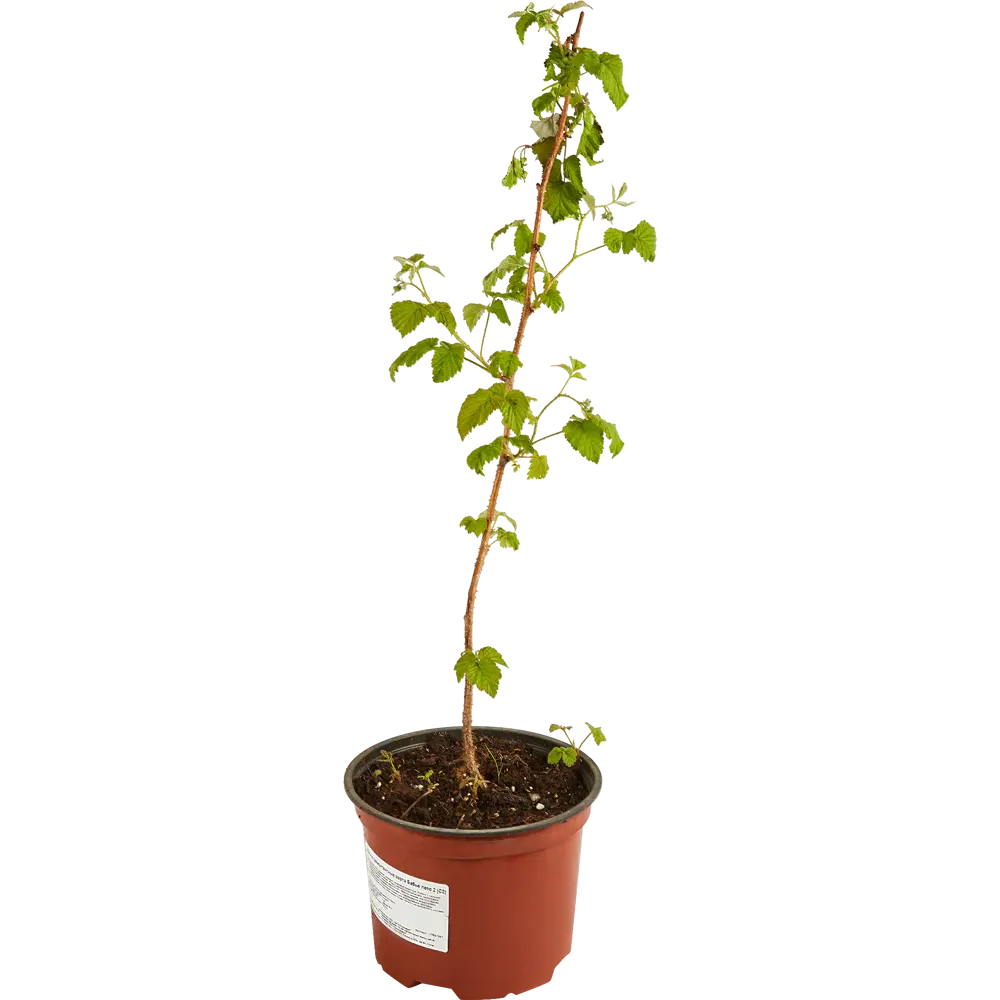 Santreyd Малина ремонтантная Брусвяна - крупноплодный сорт с двойным урожаем 17897387 STLM-0008949 - Вид №1