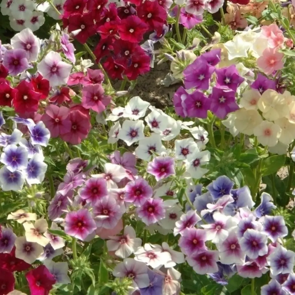 САДОК Флокс Гобелен - разноцветный ароматный однолетник для сада 18580656 STLM-1581700