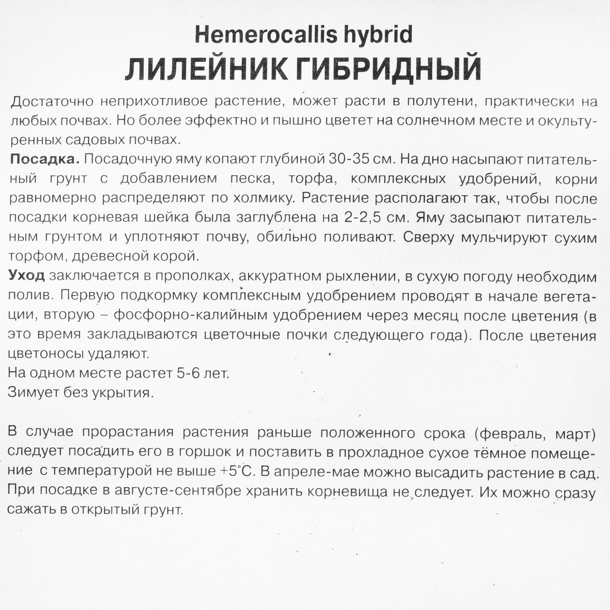 82118729 Лилейник гибридный «Лонгфилдз Перл», 1 шт Santreyd  - Вид №1