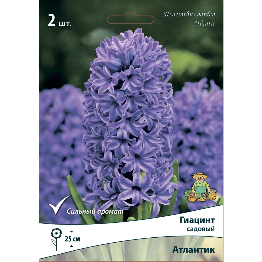 Гиацинт Атлантик ПОИСК - фиолетовые луковицы для сада 85205022 STLM-1584664