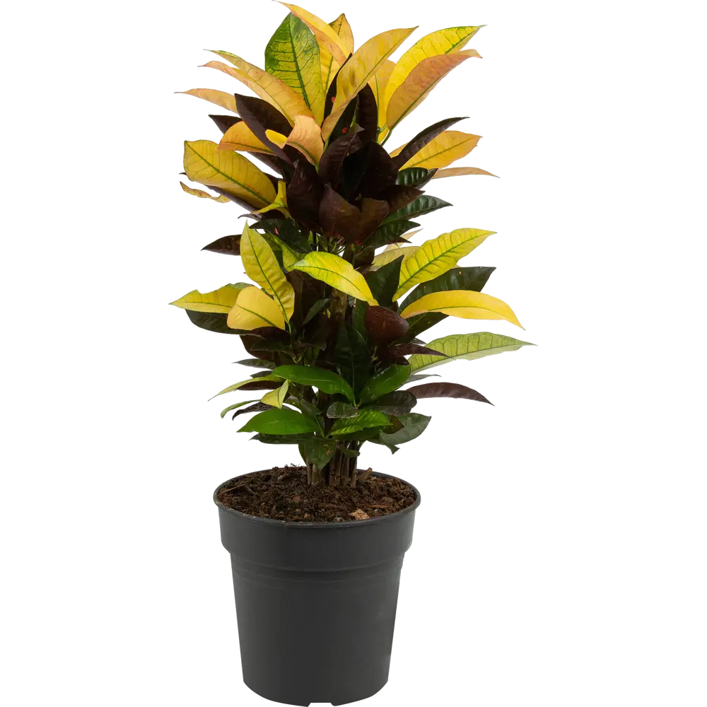 Santreyd Кодиеум Миссис Айстон - живая картина в интерьере 82578934 STLM-0030490