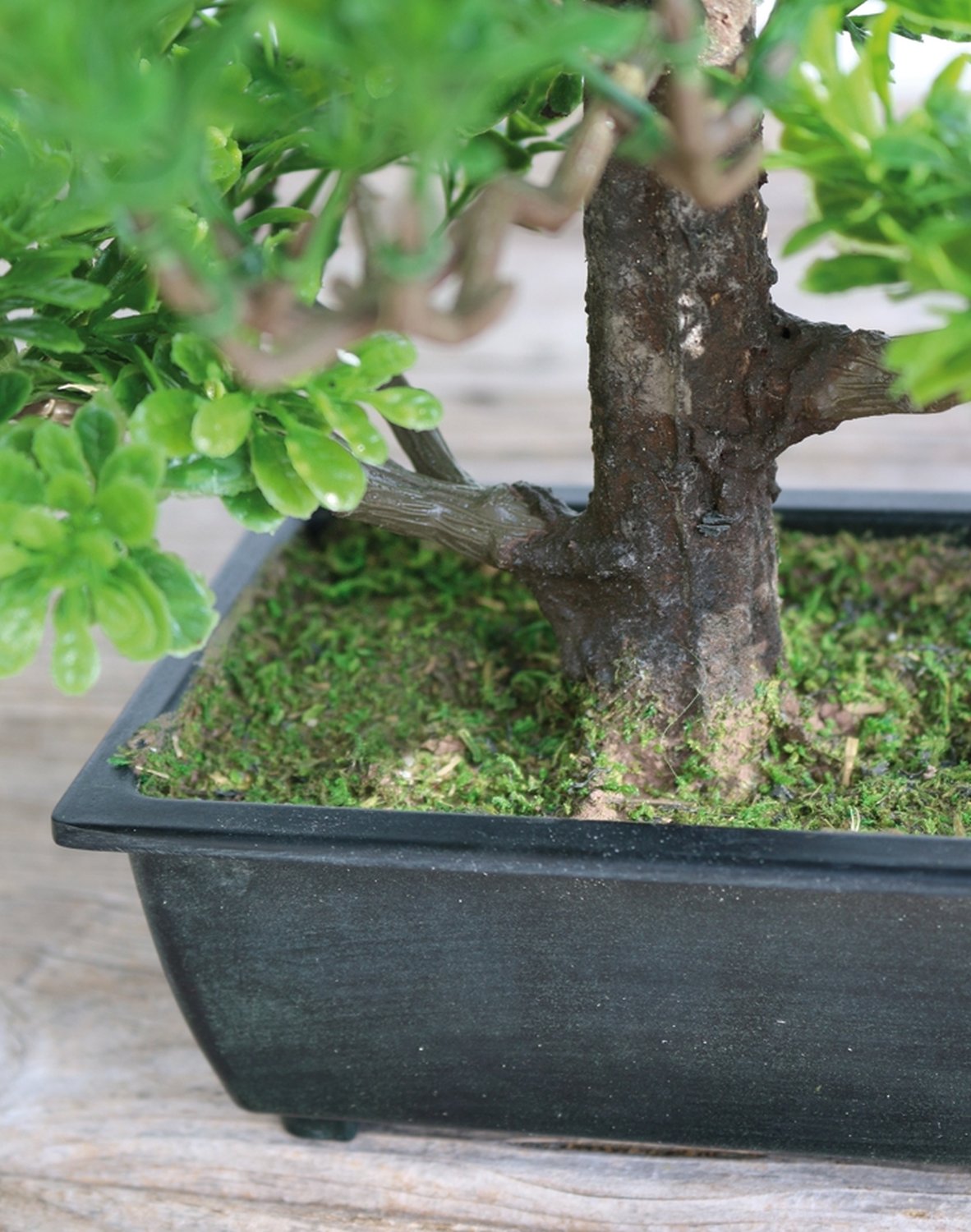 5921 883 a3 Имитация самшита бонсай, горшечная, 30 см, зеленая H-andreas  - Вид №2