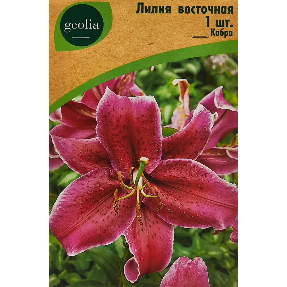 Лилия Geolia восточная Кобра 86408625 STLM-2103242 