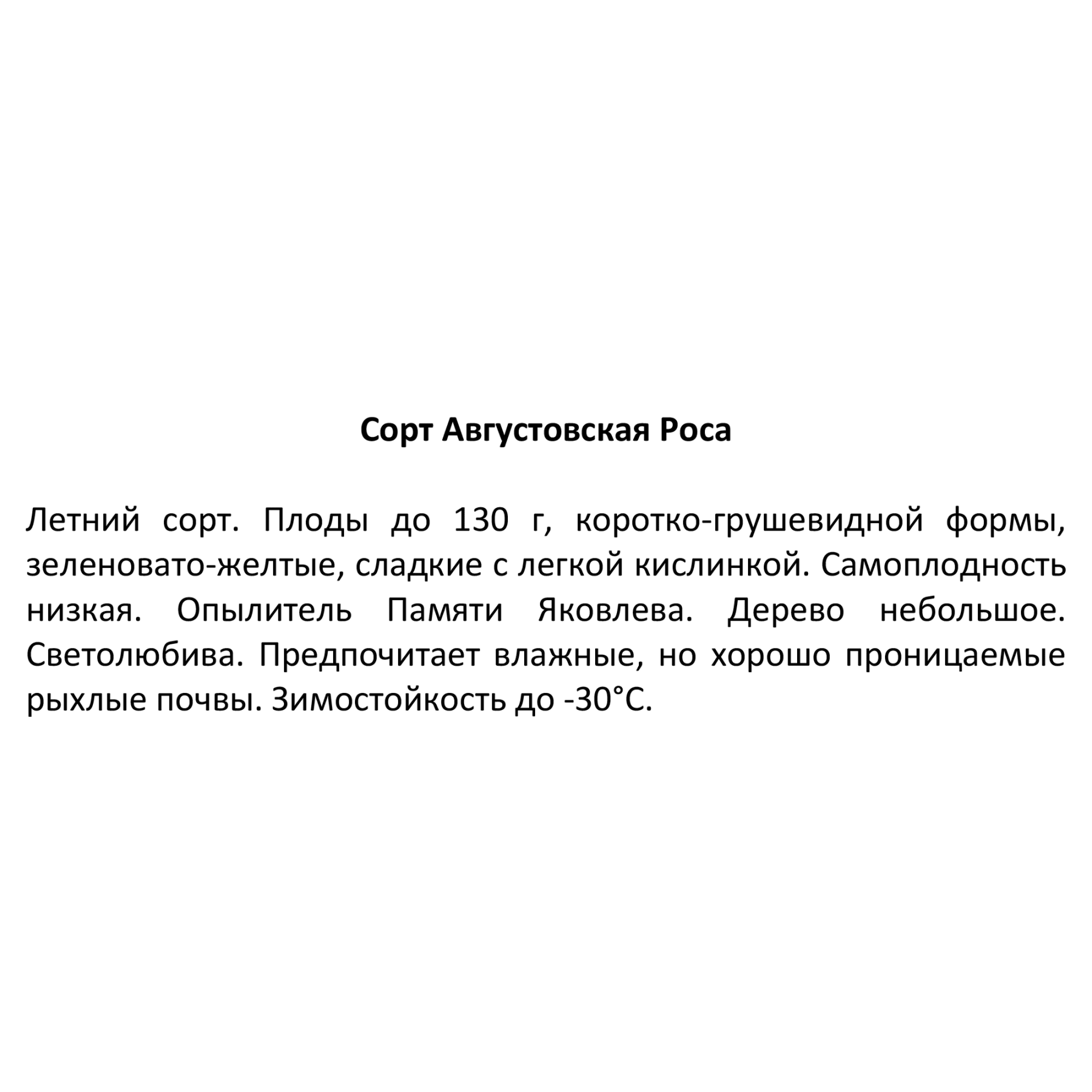 82596977 Груша «Августовская Роса» C4 высота 140 см Santreyd  - Вид №2