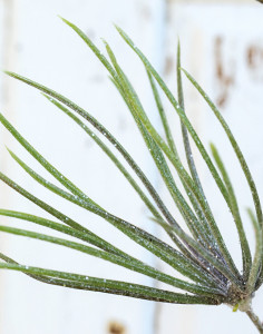 1032 819 a3 Ветка сосны искусственная с глиттером, 50 см, зеленая матовая H-andreas