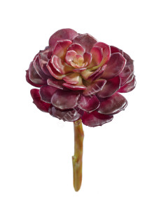 30.03070003/1 Суккулент Эхеверия бордо розетка Цветочная коллекция