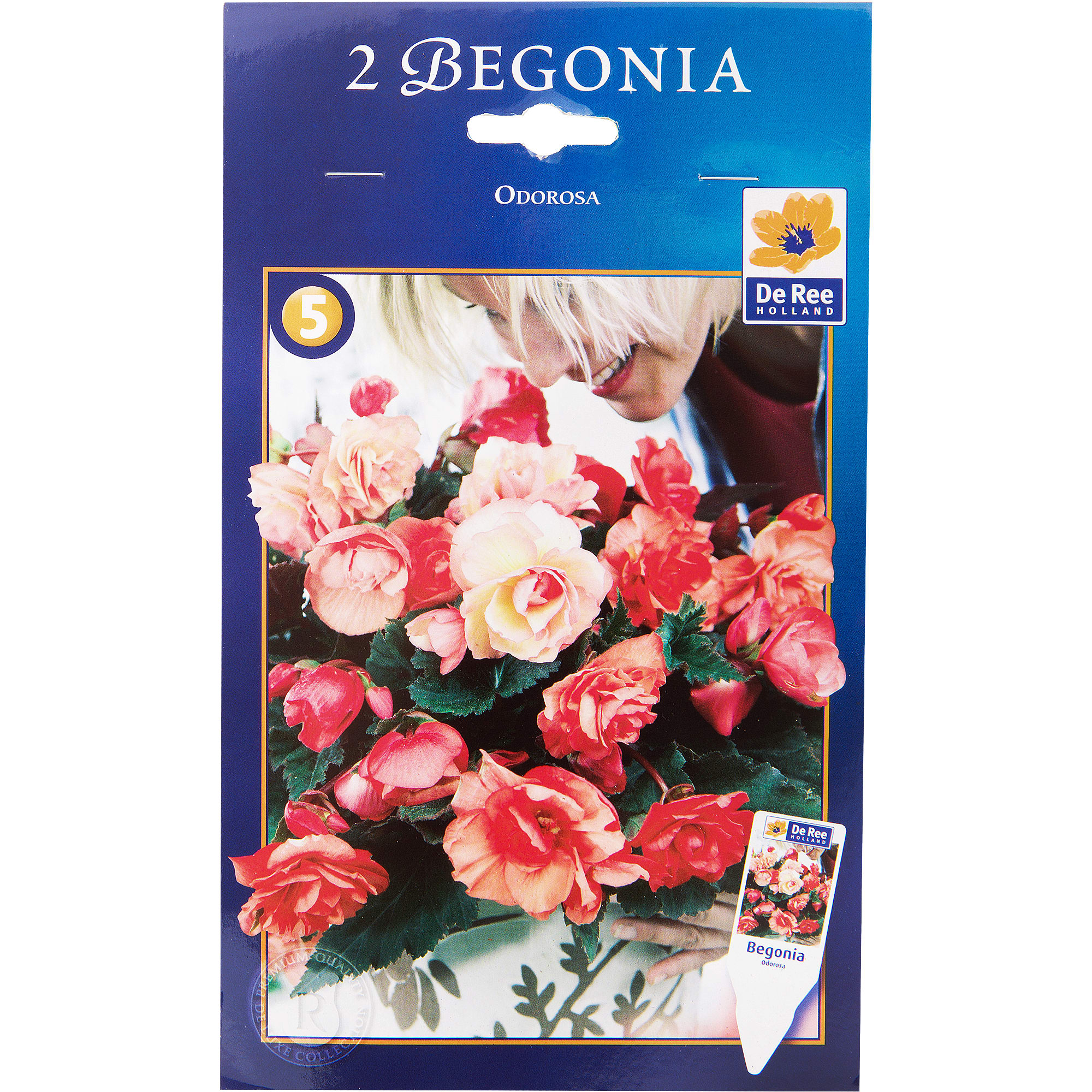 81945827 Бегония «Одороса» Santreyd 