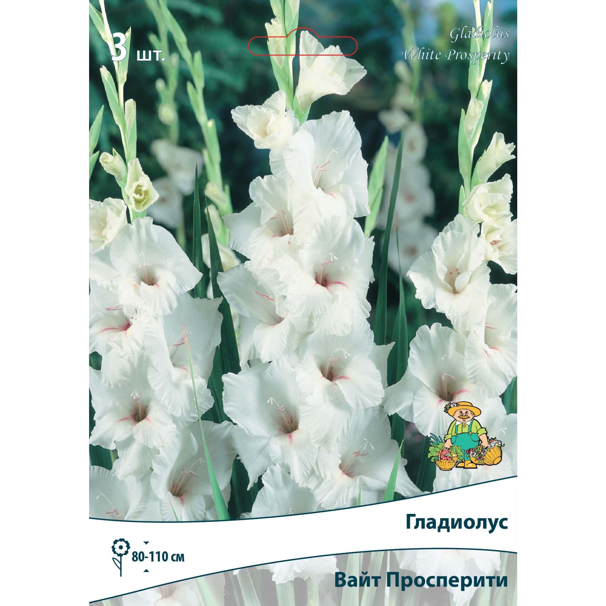 83596510 Гладиолус крупноцветковый Вайт Просперити луковица 10/12 Santreyd 