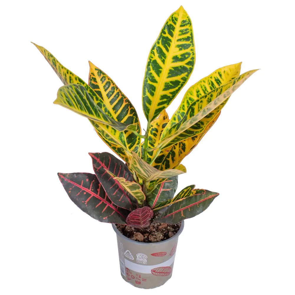 Santreyd Кротон микс — яркое комнатное растение с декоративными листьями 85324998 STLM-0061549 - Вид №2