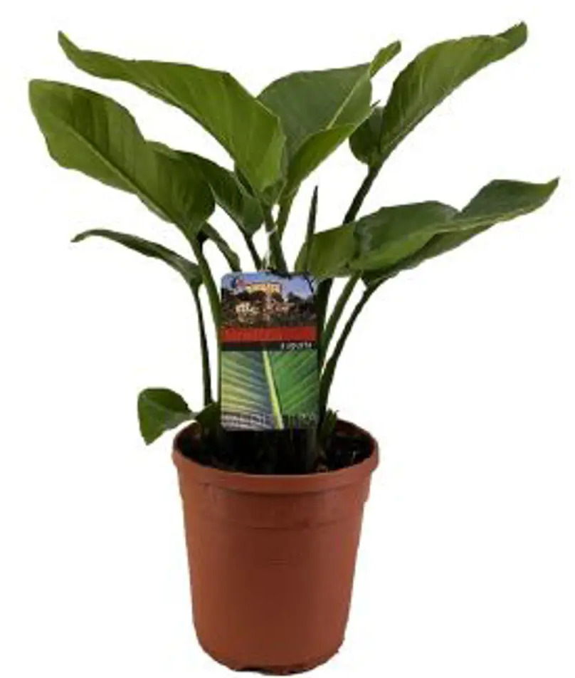 Santreyd Стрелиция Августейшая — экзотическое комнатное растение с крупной листвой 85062769