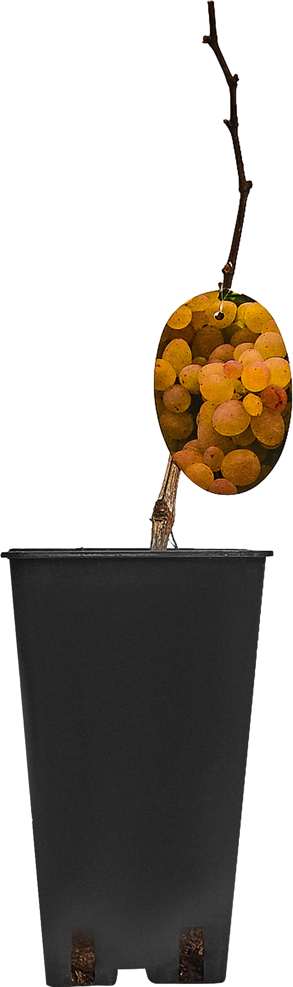 Виноград декоративный Левокумский Santreyd - морозостойкая лиана с черными ягодами 17895664 STLM-0008933 - Вид №3