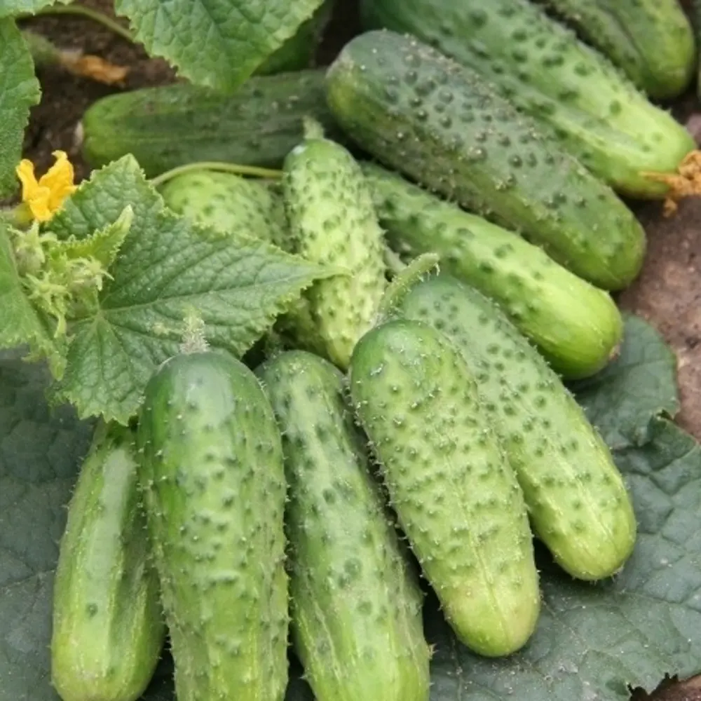 Семена огурцов «Каскад» от САДОК — для обильного урожая 18580525 STLM-0011501