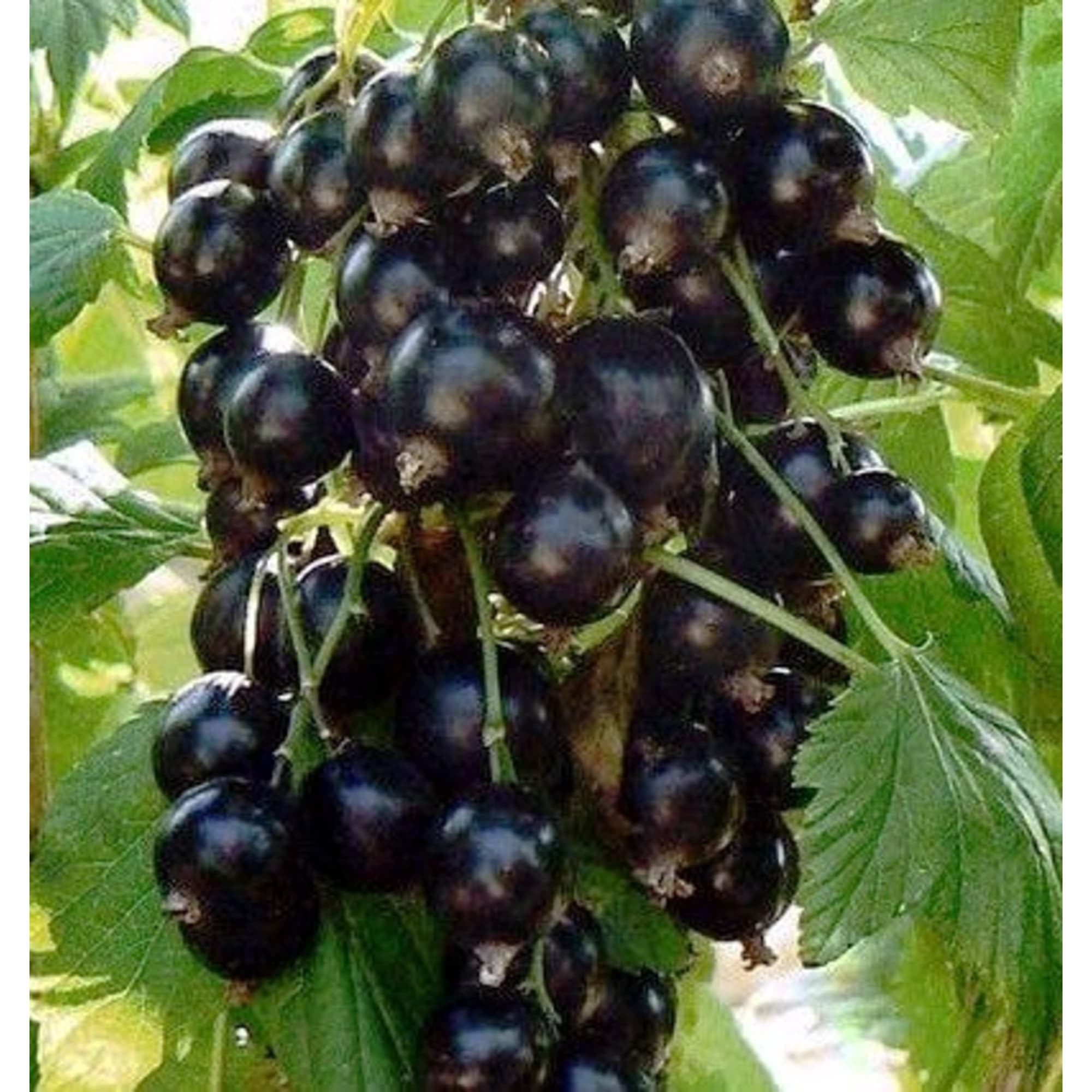 82597120 Смородина чёрная «Катюша» C2 высота 40 см Santreyd 