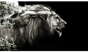 Artphotolimited Фотографическая печать Animali